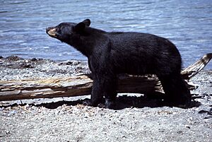 Yellowstone-black-bear-07895
