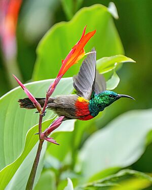 001 Olive-bellied Sunbird starting to fly at Kibale National Park Photo by Giles Laurent.jpg