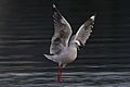 A balletic Looking Red Billed Gull