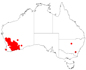 "Acacia assimilis" occurrence data from Australasian Virtual Herbarium