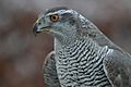 Accipiter gentilis -owned by a falconer in Scotland -upper body-8a