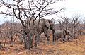 African Elephants (Loxodonta africana) female and young in dry Mopane forest ... (33038354601)
