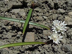 Allium tribracteatum - Flickr - pellaea.jpg