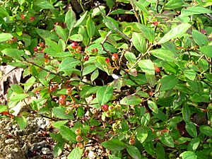 Amelanchier humilis unripe fruits and foliage.jpg