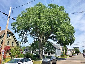 American Elm Tree, Charlottetown, PEI - August 2019