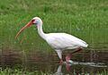 American White IbisII