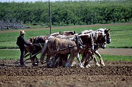 Amish farmer and his team of draft horses 16027v