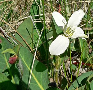 Anemopsis californica 1