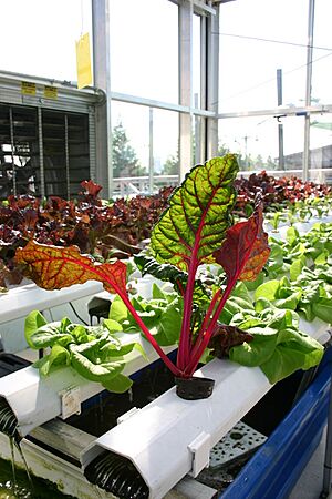 Aquaponics with Vibrantly Colored Plants