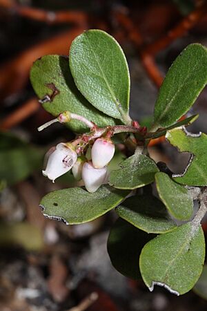 Arctostaphylos nevadensis 7747