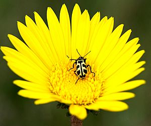 Astylus atromaculatus Coetze1