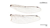 Austroaeschna hardyi male wings (34209452524)