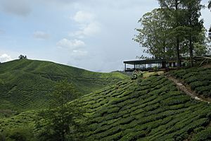 BOH tea estate 2, Cameron Highlands, Malaysia.jpg