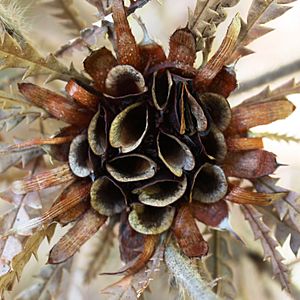 Banksia formosa - open follicles