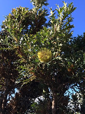 Banksia hirta