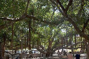 Banyan tree canopy