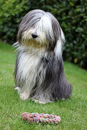Bearded collie and a rope