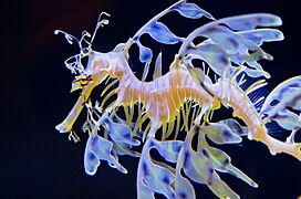 Birch Aquarium15