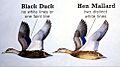 Blackduckmallard