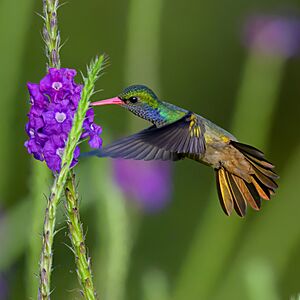 Blue-throated Goldentail