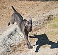 Blue Weimaraner cropped