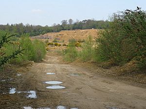 Bognor Common sand pit and quarry - geograph.org.uk - 1264341.jpg