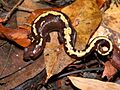 Bolitoglossa mulleri