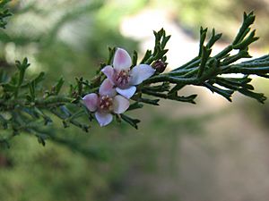 Boronia anemonifolia.jpg