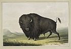 Buffalo Bull Grazing George Catlin 1845