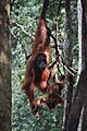 Bukit Lawang, orangutans (6785217748)