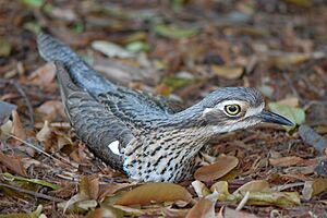 Burhinus grallarius - bush stone-curlew (3899777268).jpg