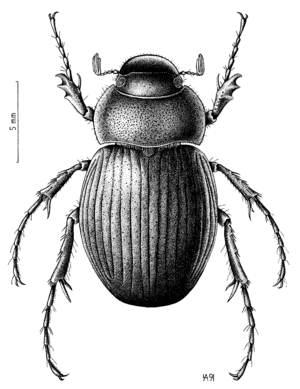 COLE Scarabaeidae Prodontria lewisii
