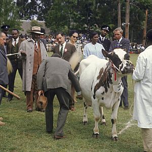 COLLECTIE TROPENMUSEUM President Jomo Kenyatta kijkt toe bij de keuring van stamboekvee tijdens de Eldoret Agricultural Show TMnr 20038663