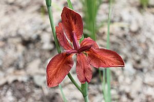 Caddo parish iris fulva