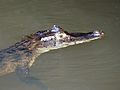 Caiman crocodilus (Tortuguero)
