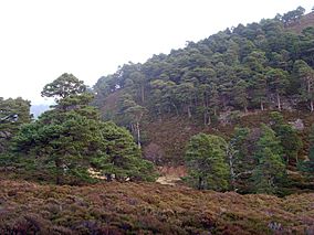 Scots pines in Glen Tanar