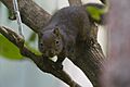 Callosciurus pygerythrus Hoary-bellied Himalayan Squirrel Khangchendzonga Biosphere Reserve West Sikkim India 29.10.2015