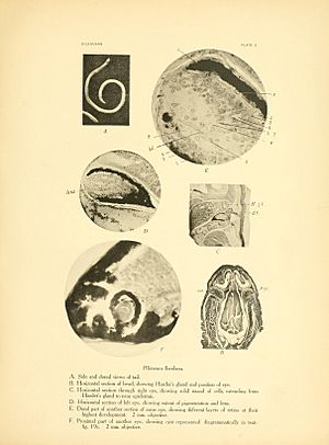 Cave vertebrates of America; a study in degenerative evolution (1909) (20577823892).jpg