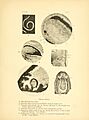 Cave vertebrates of America; a study in degenerative evolution (1909) (20577823892)
