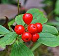 Ccanadensis
