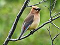 Cedar Waxwing acadia RWD