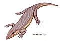 Chroniosaurus dongusDB12