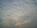 A large field of cirrocumulus clouds in a blue sky, beginning to merge near the upper left.