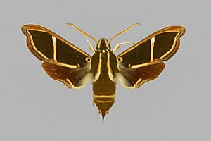 Cizara ardeniae BMNHE813160 male up.jpg