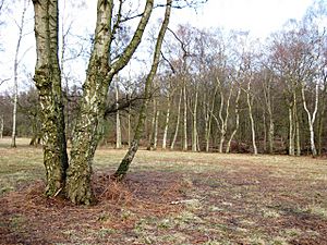 Clearing with Silver Birch on Pitstone Common - geograph.org.uk - 1185115.jpg