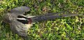 Colius colius White-backed mousebird Dorsal plumage 8425s