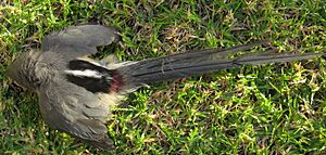 Colius colius White-backed mousebird Dorsal plumage 8425s