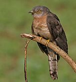 Common hawk-cuckoo Facts for Kids