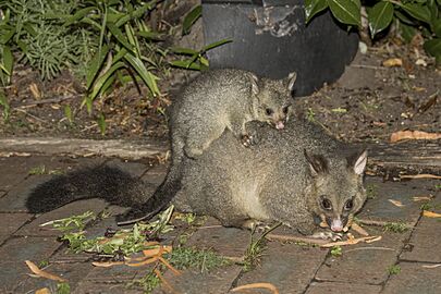 Common brushtail possum (Trichosurus vulpecula) with joey Triabunna