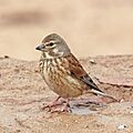 Common linnet (Linaria cannabina mediterranea) juvenile